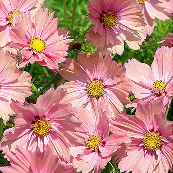 Cosmos 'Apricotta'