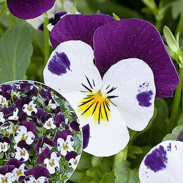 Pansy 'Sorbet XP White Jump Up'