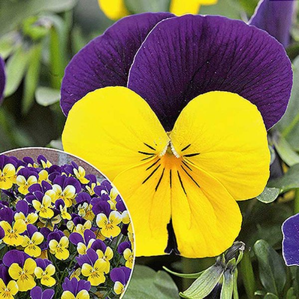 Horned Violet 'Sorbet XP F1 Yellow Jump Up'