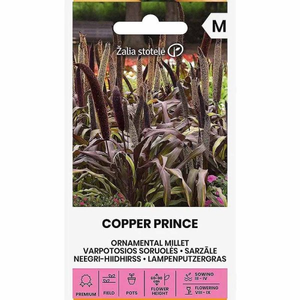 Pearl Millet 'Copper Prince' h