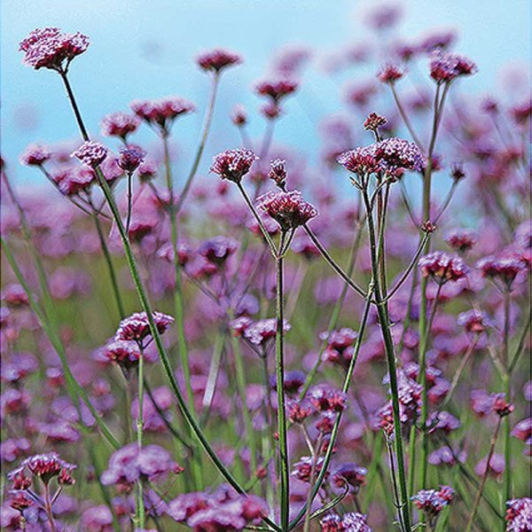 Giant Verbena 'Vanity'