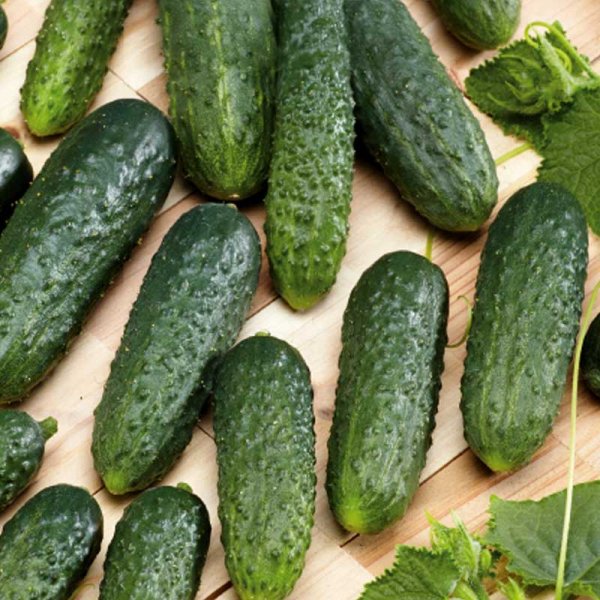 Cucumber 'Sonate' F1