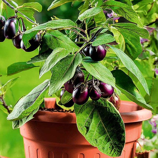 Eggplant 'Patio baby' h