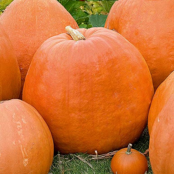 Giant Pumpkin 'Golias'