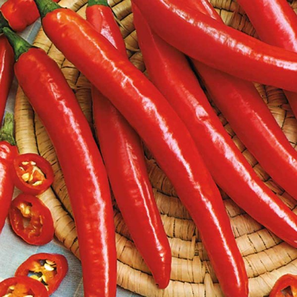 Chili Pepper 'Ardito' F1