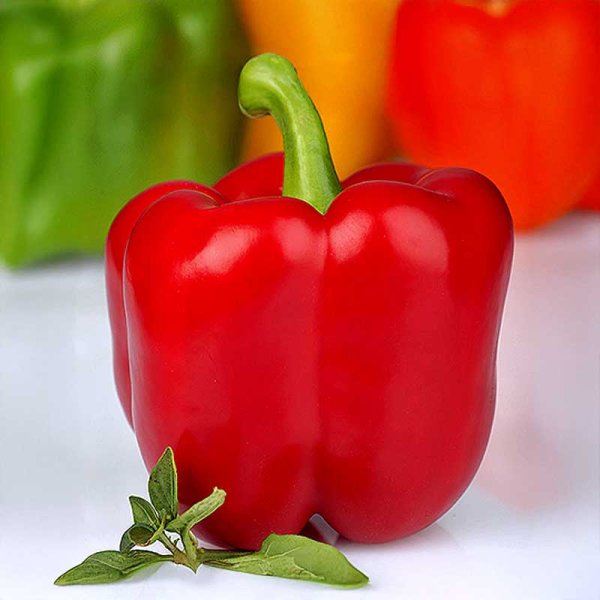 Pepper 'Red King' F1