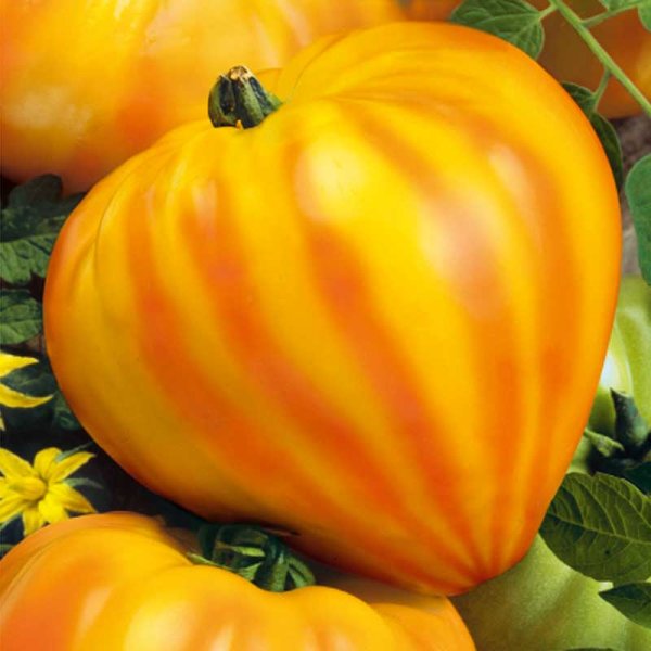 Tomato 'Gourmansun' h