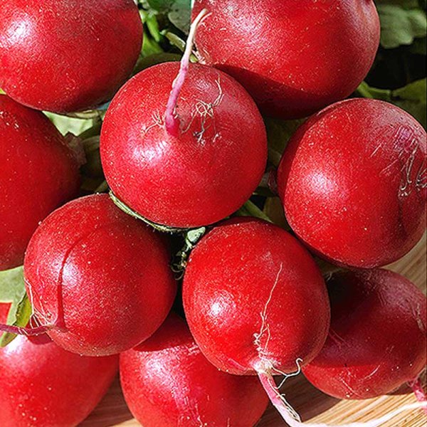 Radish 'Ceasar' H