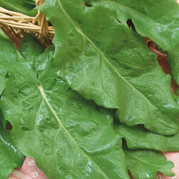 Meadow Sorrel 'Belleville'