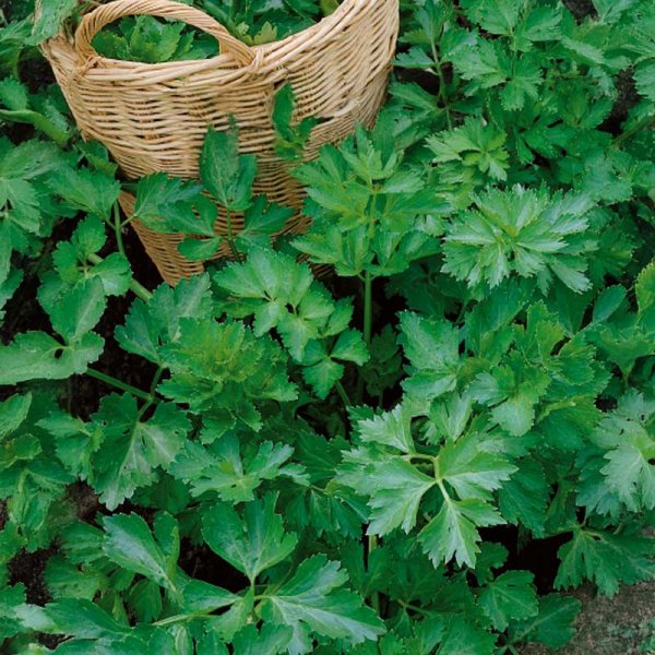 Celeriac 'Jemny'