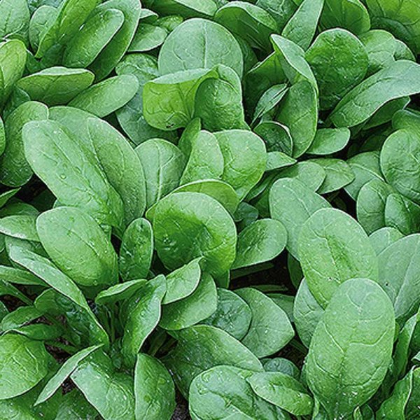 Spinach 'Puma' F1