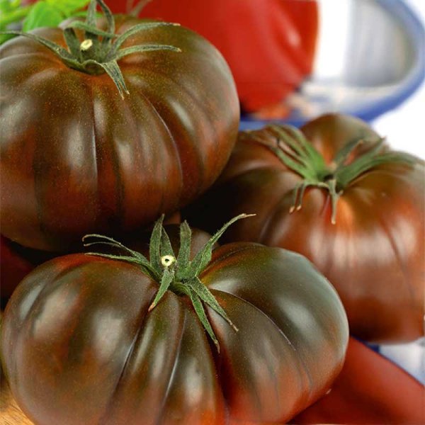 Beefsteak Tomato 'Cherokee'