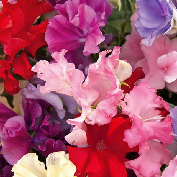 Sweet Pea 'Ruffled'