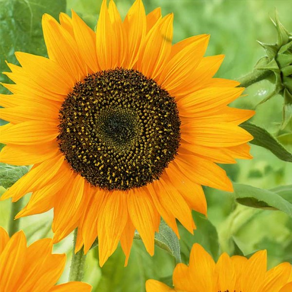 Sunflower 'Sunspot gold'
