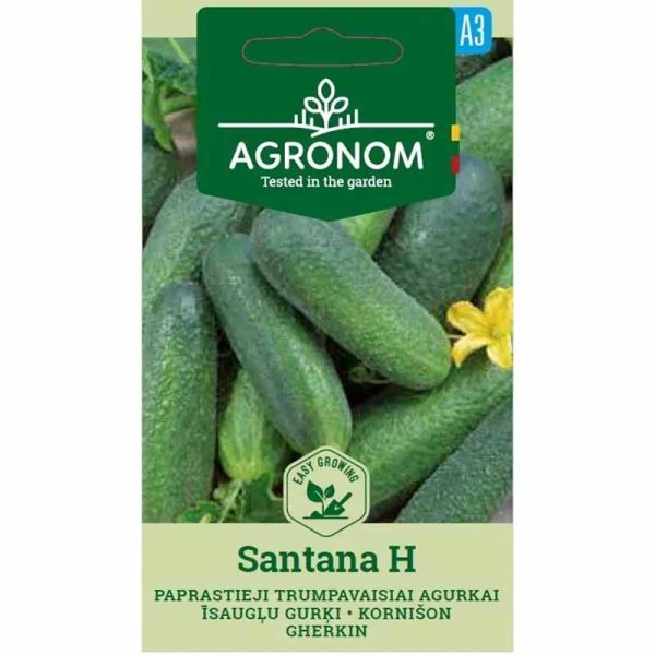 Outdoor Cucumber 'Santana' F1