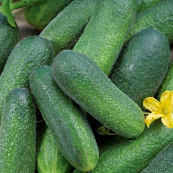 Outdoor Cucumber 'Santana' F1