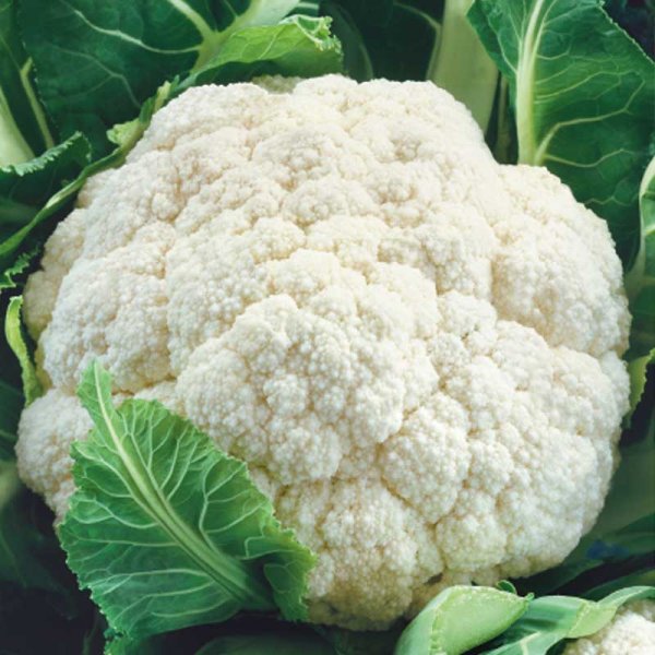 Cauliflower 'Beta'