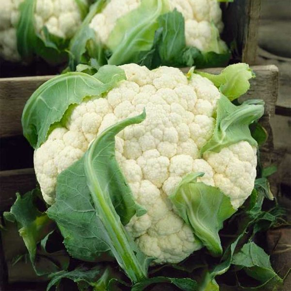 Cauliflower 'Freedom' H