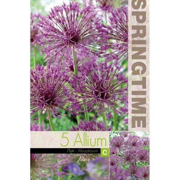 Prydnadsallium ’Albopilosum’