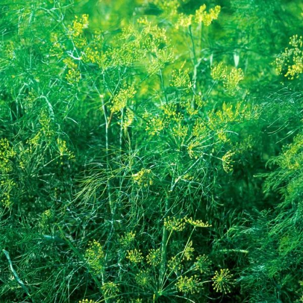 Dill 'Common'