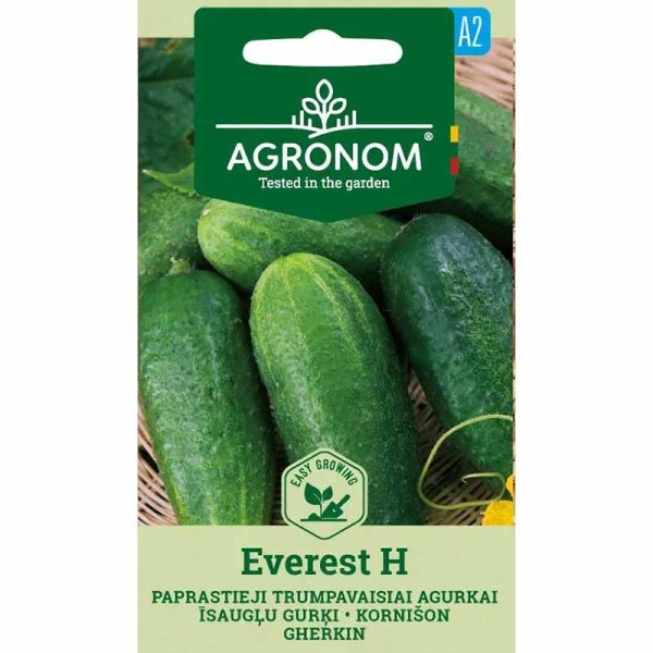 Cucumber 'Everest' H
