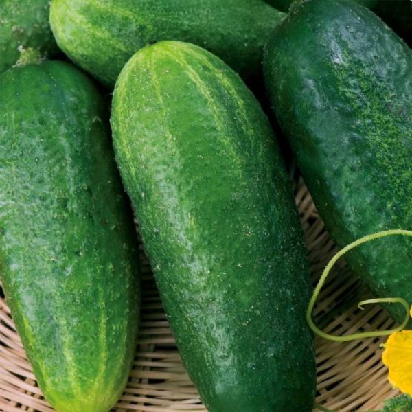 Cucumber 'Everest' H