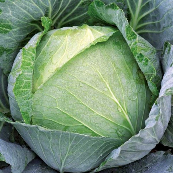 Cabbage 'Brunswick'