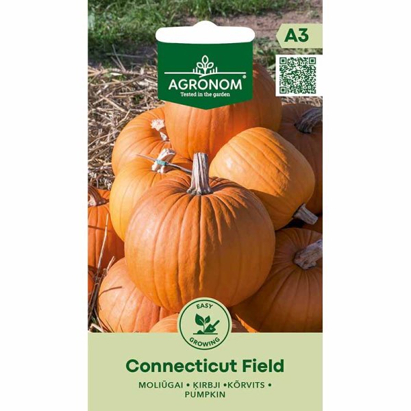 Pumpkin 'Conecticut field'