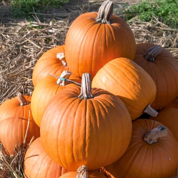 Pumpkin 'Conecticut field'