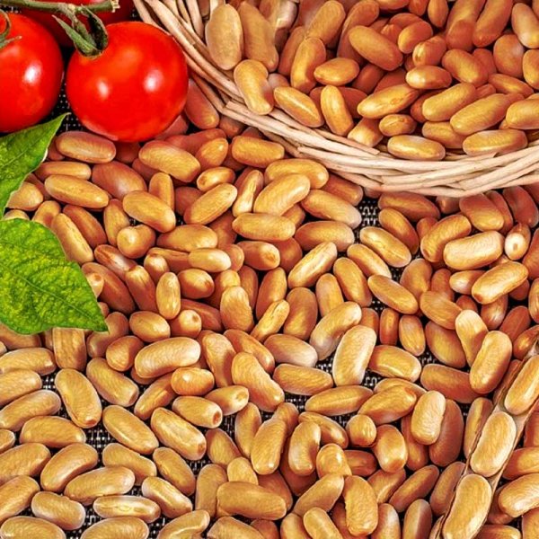 Shelling bean 'Brown dutch'