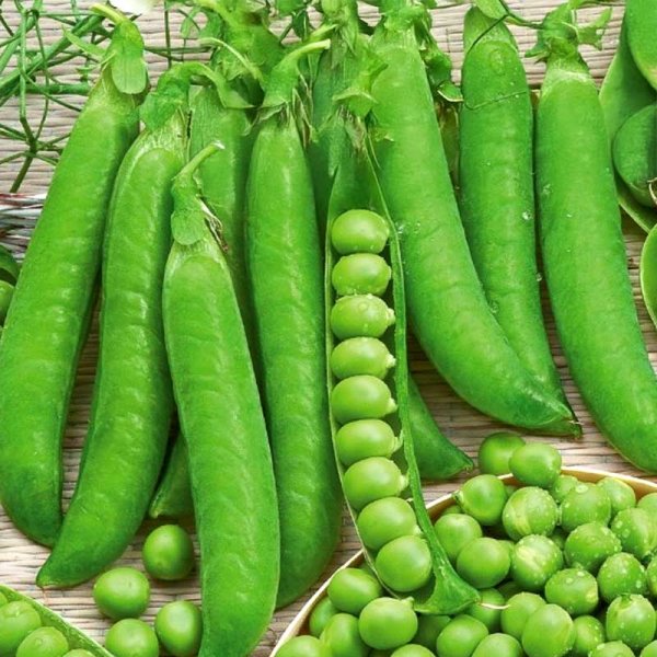 Pea 'Talbot'