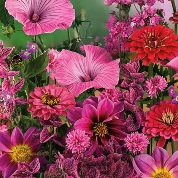 Flower mix 'Duet Pink-Red'
