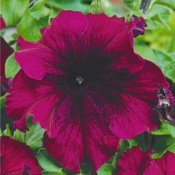 Scented Petunia 'Touha h burgundy'