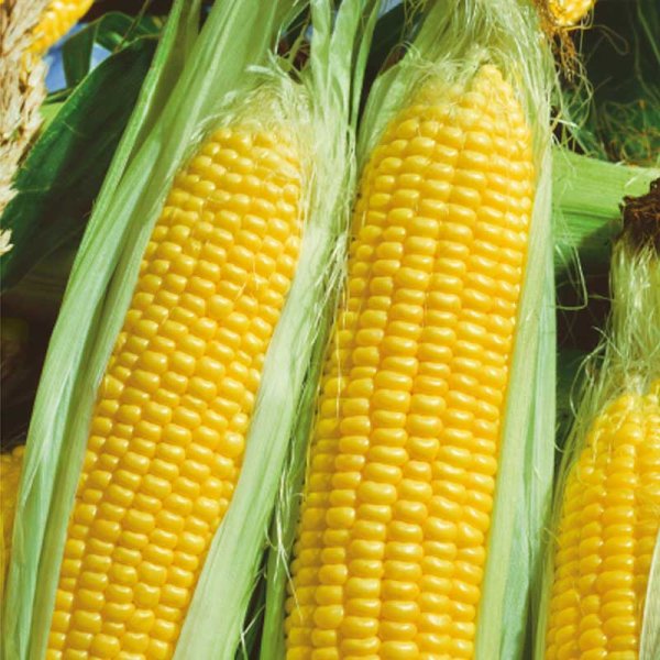 Sweet Corn 'Golden Bantam'