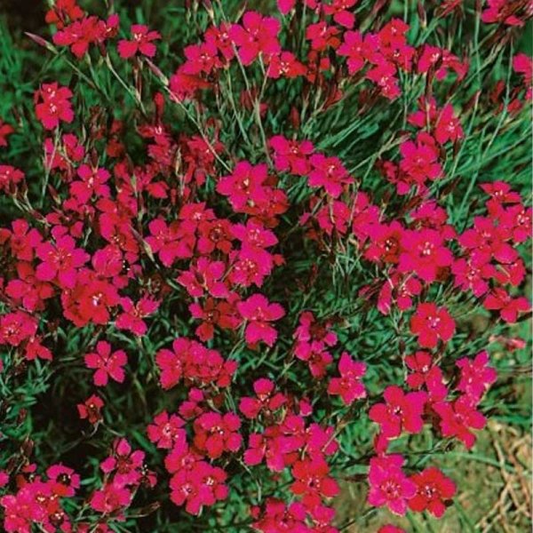 Deptford Pink 'Flashing light'