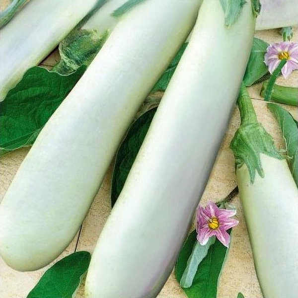 Eggplant 'White knight' H