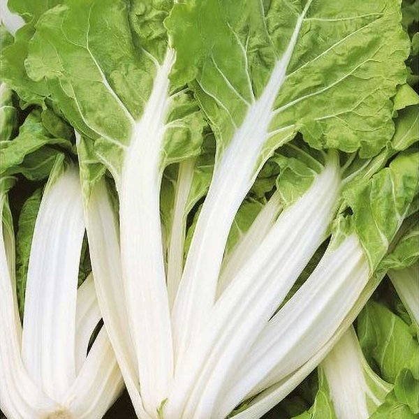 Swiss Chard 'Blond en carde blanche 2'