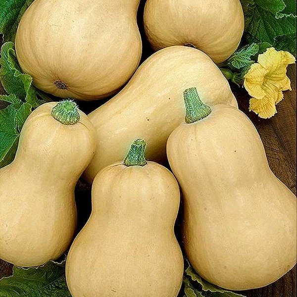 Butternut Squash 'Butterbush' F1