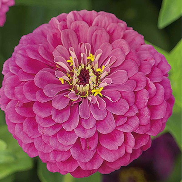 Zinnia 'Dream'