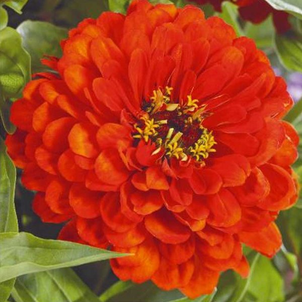 Zinnia 'Orange King'