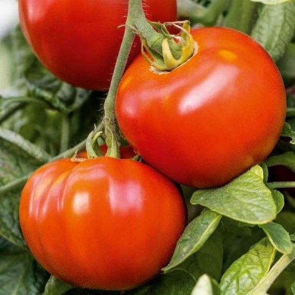 Tomato 'Maestria' H