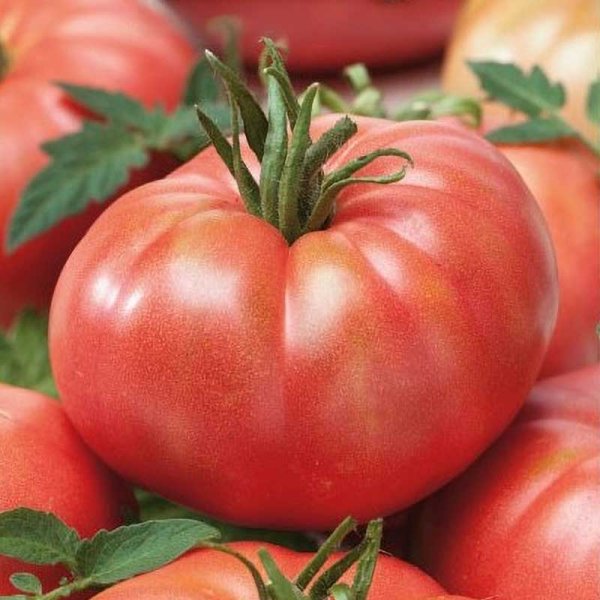 Tomato 'Rose Crush' H