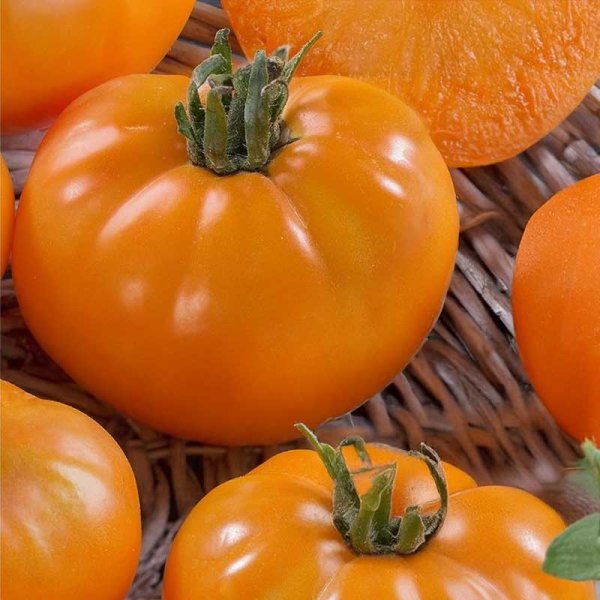 Tomato 'Orange Wellington' H