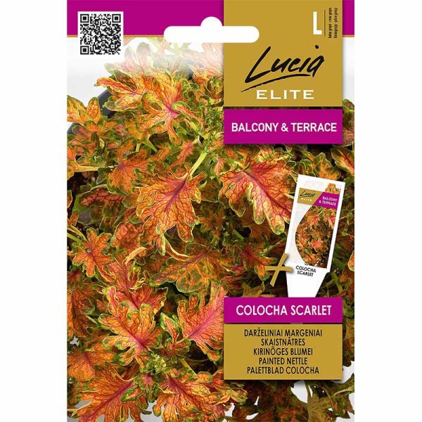Coleus 'Colocha Scarlet'