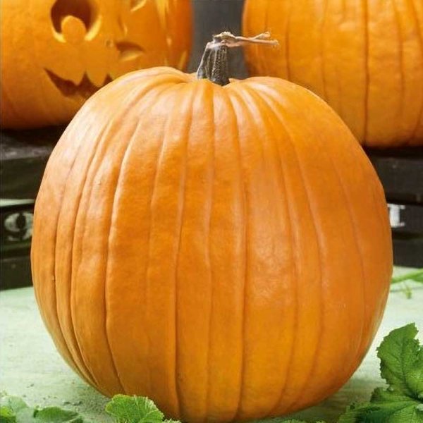 Pumpkin 'Quintale Seme Giallo'