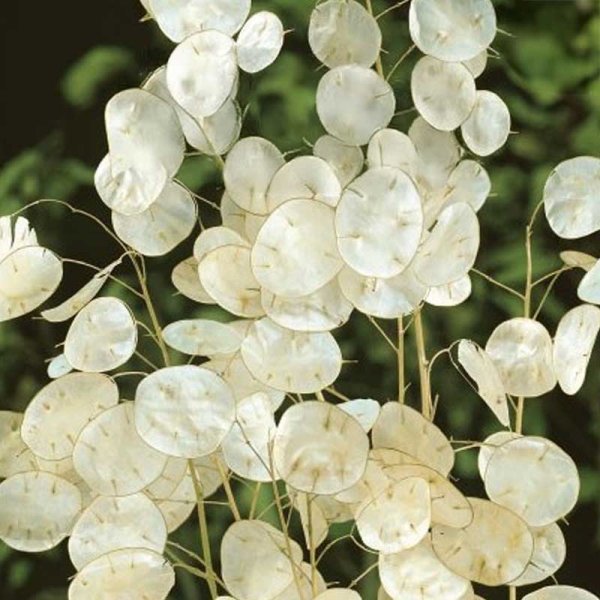 Honesty 'Silver Coins'