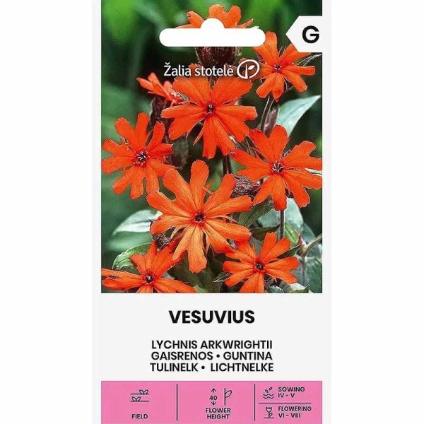 Maltese Cross 'Vesuvius'