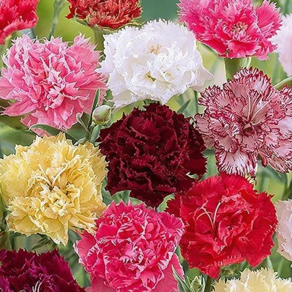 Carnation 'Chabaud'