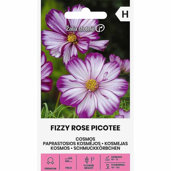 Cosmos 'Fizzy Rose Picotee'