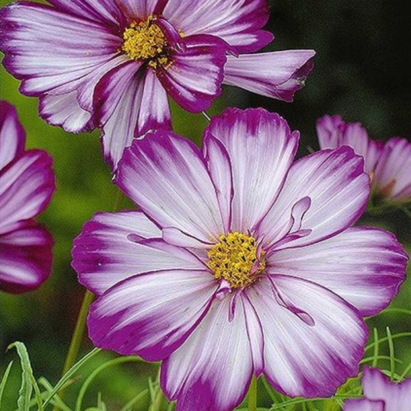 Cosmos 'Fizzy Rose Picotee'